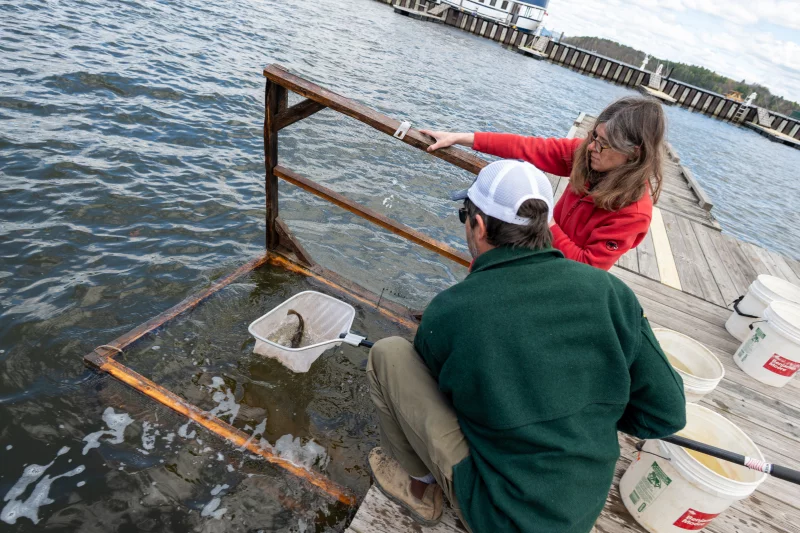 Two people on a dock use a net to catch a fish in a submerged rectangular frame, with buckets nearby and a wooden pier extending into the water.